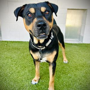 Chief, Terrier, Pit Bull, adult, available for adoption