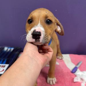 Luca, Mixed Breed (Medium), puppy, available for adoption