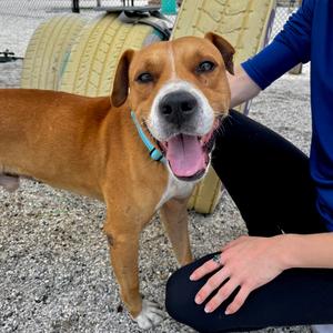 Jacob Brandon, Mixed Breed (Medium), adult, available for adoption