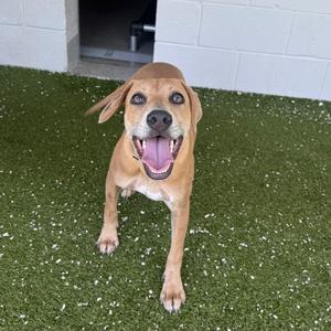 Kaley, Mixed Breed (Medium), young, available for adoption