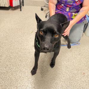 Camilo, Terrier, adult, available for adoption