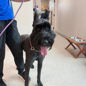 Aryx, Schnauzer, Giant, adult, available for adoption