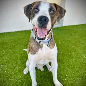 Marty, Mixed Breed (Large), adult, available for adoption