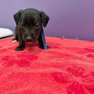 Bo, Mixed Breed (Small), puppy, available for adoption