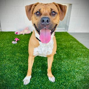 Champ, Mixed Breed (Medium), adult, available for adoption