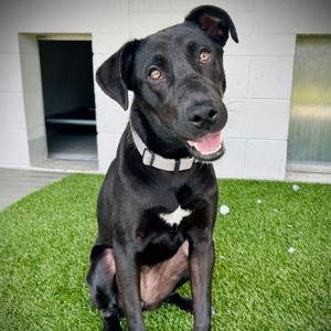 Bertha, Mixed Breed (Medium), young, available for adoption