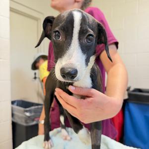 Artemisa, Mixed Breed (Medium), puppy, available for adoption