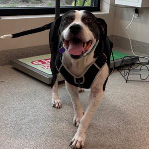 Boris, Mixed Breed (Large), adult, available for adoption