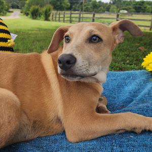 A tan puppy laying on a blue blanket outdoors with a bumblebee-themed decoration nearby.