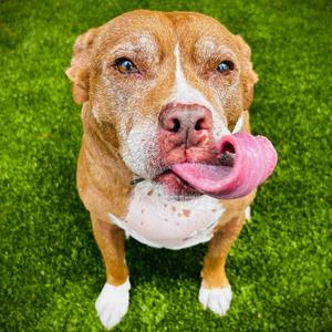Lenny⭐, Mixed Breed (Medium), senior, available for adoption