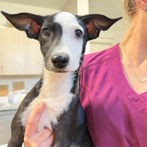 Agatha, Mixed Breed (Medium), puppy, available for adoption