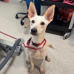 Eva, Mixed Breed (Medium), young, available for adoption