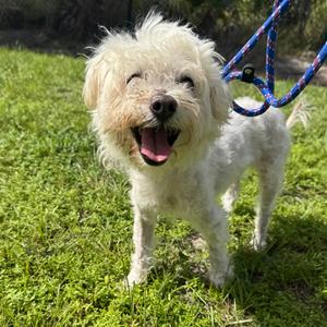 Dakota, Maltese, senior, available for adoption
