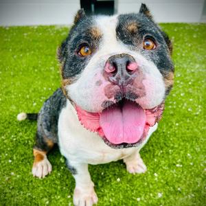 Chimney, Terrier, Staffordshire Bull, adult, available for adoption