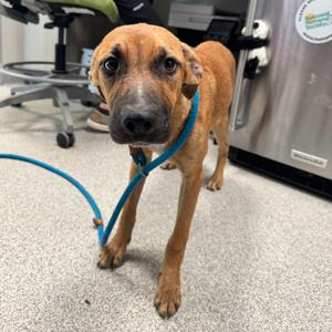 Athena, Mixed Breed (Medium), young, available for adoption
