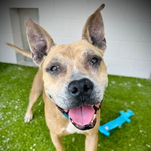 Alana⭐, Terrier, Pit Bull, adult, available for adoption