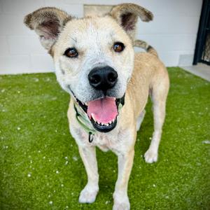 Mako⭐, Mixed Breed (Large), senior, available for adoption