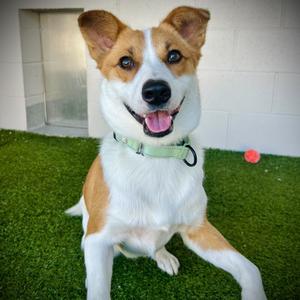 Buddy⭐, Mixed Breed (Medium), young, available for adoption