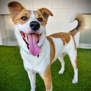Buddy⭐, Mixed Breed (Medium), young, available for adoption