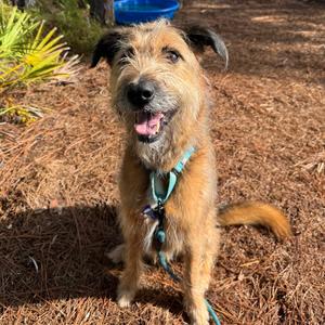 Hercules, Terrier, Wirehaired, adult, available for adoption