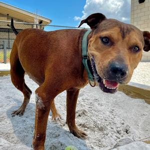 Goofy⭐, Mixed Breed (Medium), adult, available for adoption