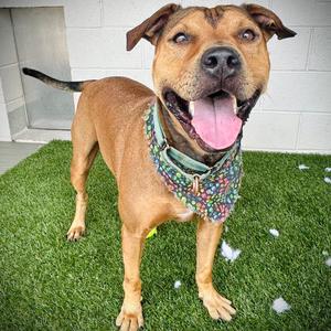 Goofy💎, Mixed Breed (Medium), adult, available for adoption