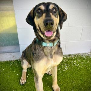 Dale, Catahoula Leopard Dog, adult, available for adoption