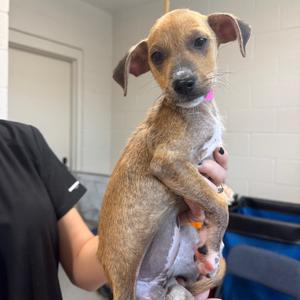 Donna, Mixed Breed (Small), puppy, available for adoption