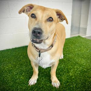 Kate💎, Mixed Breed (Medium), adult, available for adoption