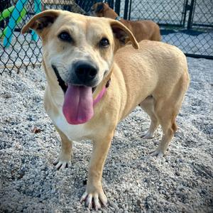 Kate⭐, Mixed Breed (Medium), adult, available for adoption