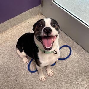 Harley, Mixed Breed (Medium), adult, available for adoption