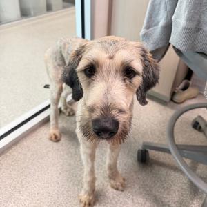A wet, scruffy dog with floppy ears standing on a tiled floor.