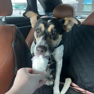 Chasy, Mixed Breed (Medium), young, available for adoption