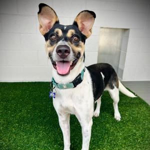 Chasy⭐, Mixed Breed (Medium), young, available for adoption