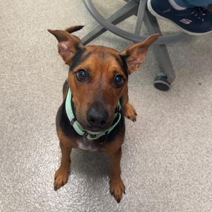 Benjamin, Terrier, young, available for adoption