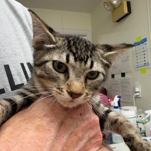 Georgia, kitten, available for adoption