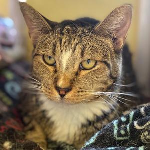 Tony, adult, available for adoption