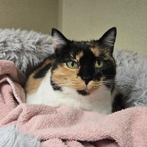 Lois, adult, available for adoption