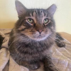 Tigger, adult, available for adoption