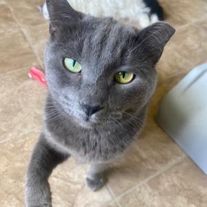 A close-up of a gray cat with green eyes looking up at the camera.