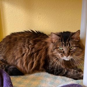 Kerry, senior, available for adoption