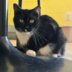 Posh Spice, adult, available for adoption
