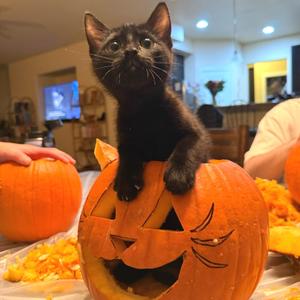 Smurf, kitten, available for adoption