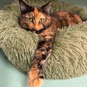 Hillary, adult, available for adoption