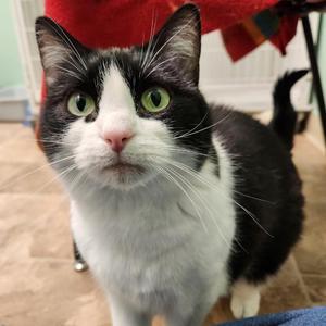 Tucker, adult, available for adoption