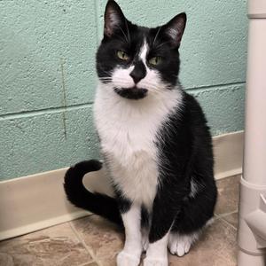 Captain, adult, available for adoption