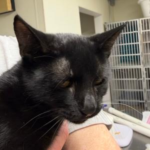 Suki, kitten, available for adoption