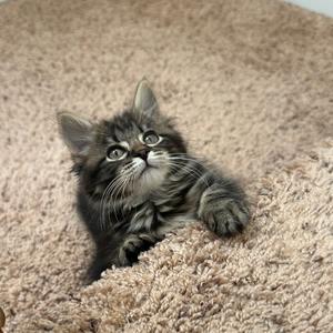 A fluffy gray kitten with big eyes and long whiskers is lying on a beige carpet, looking up curiously.