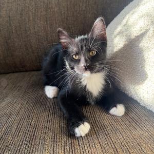 Hawking, kitten, available for adoption