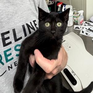 Monet, kitten, available for adoption